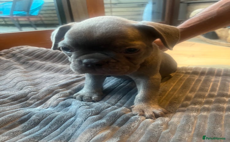 French Bulldog dogs - Advert 8