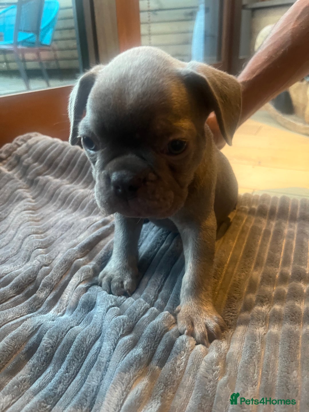 French Bulldog dogs for sale: French bull dog puppies  - Image 1