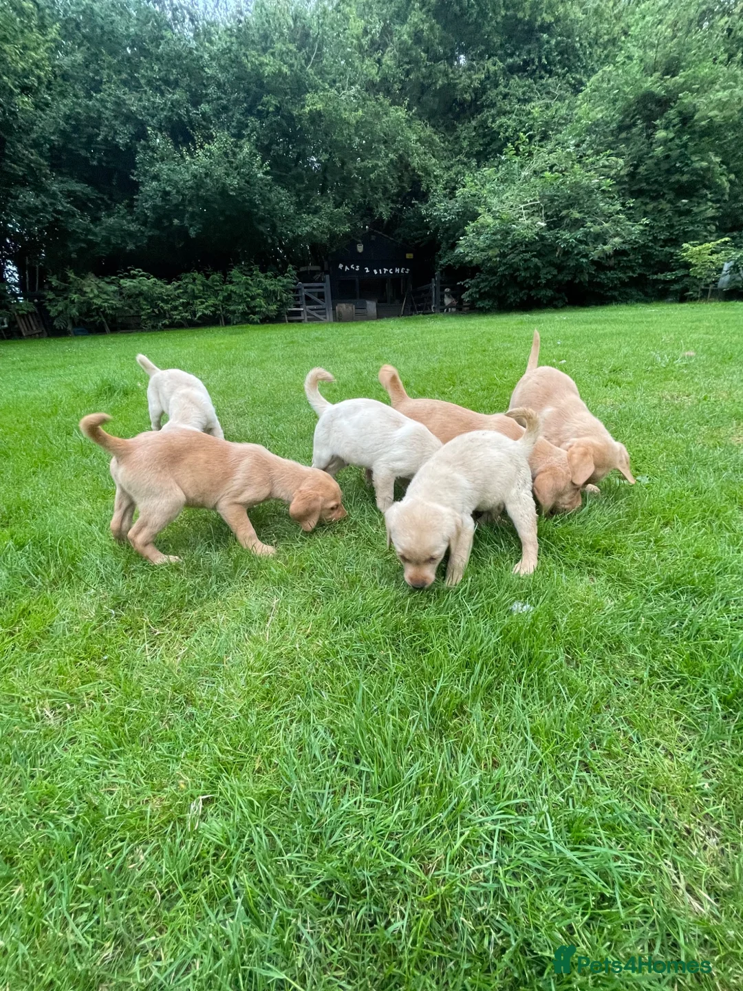 Labrador Retriever dogs for sale: Beautiful Labrador puppies  - Advert 13
