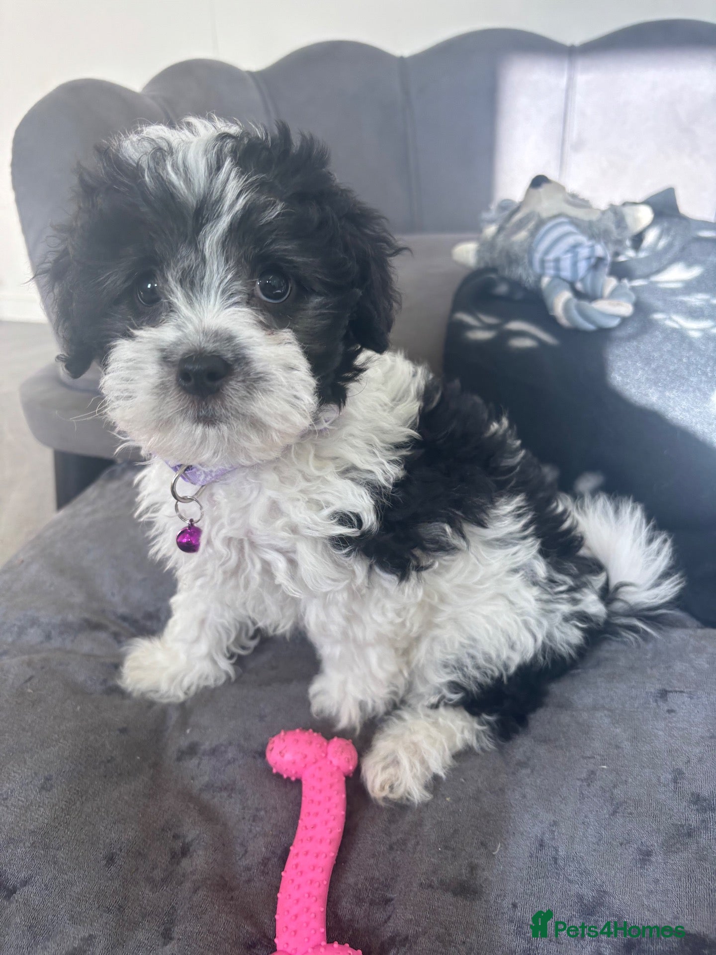 Maltipoo dogs Ready now Gorgeous F1 Maltipoo Pups - Advert 1