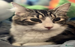 Maine Coon cats for sale: willow maine coon cross begal - Image 3