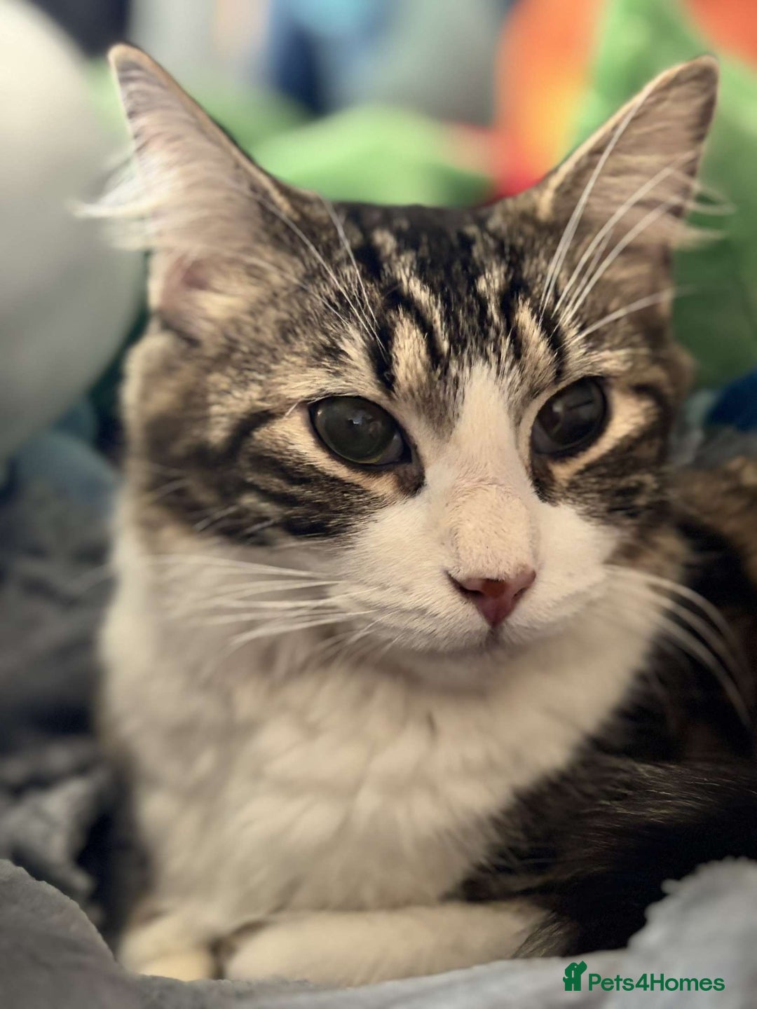 Maine Coon cats for sale: willow maine coon cross begal - Image 3