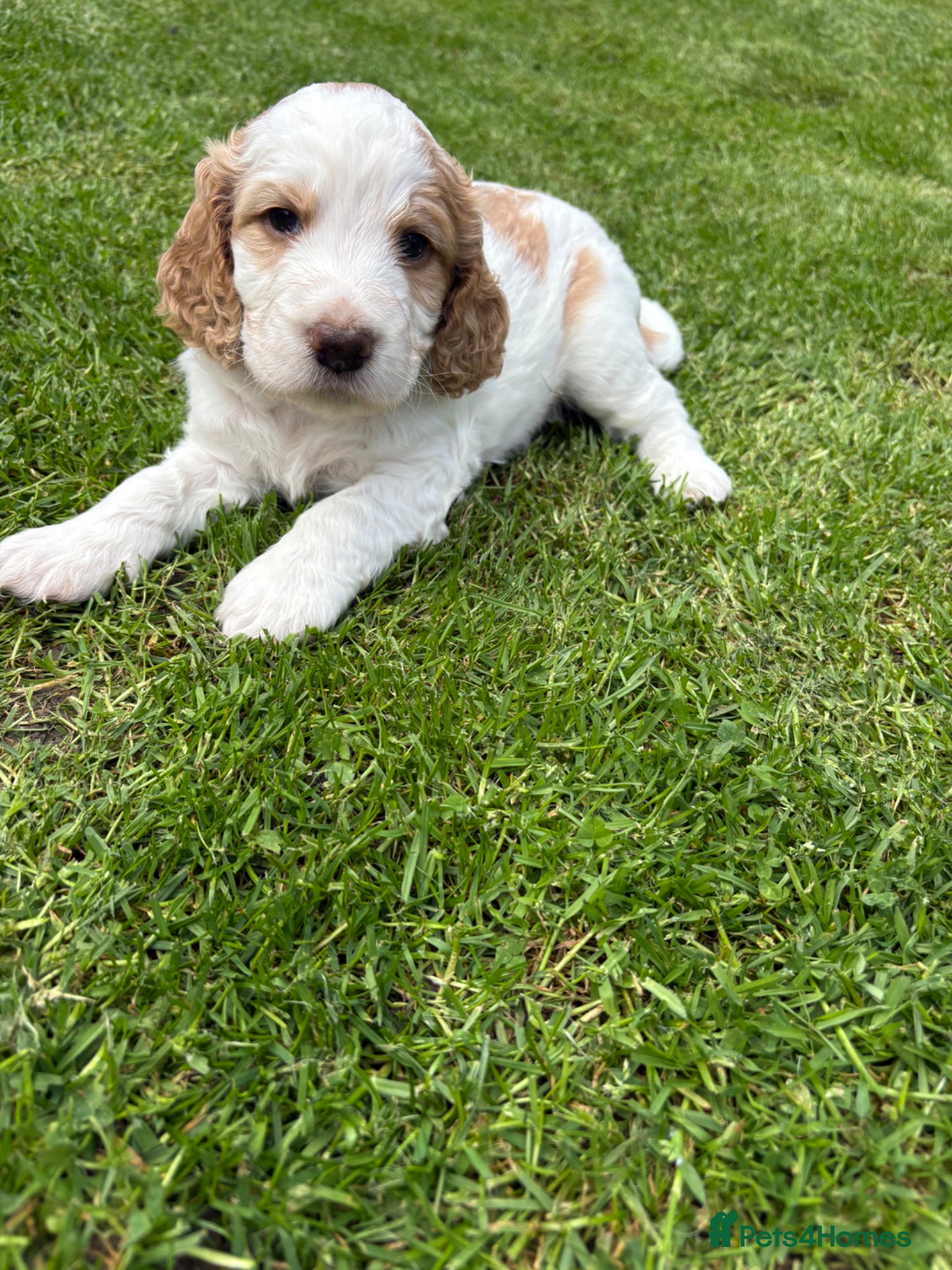 Cockapoo dogs Stunning F1B Cockapoo’s  - Advert 10