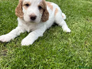 Cockapoo dogs Stunning F1B Cockapoo’s - Advert 10