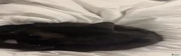 Mixed Breed cats for sale: black kittens  - Advert 5