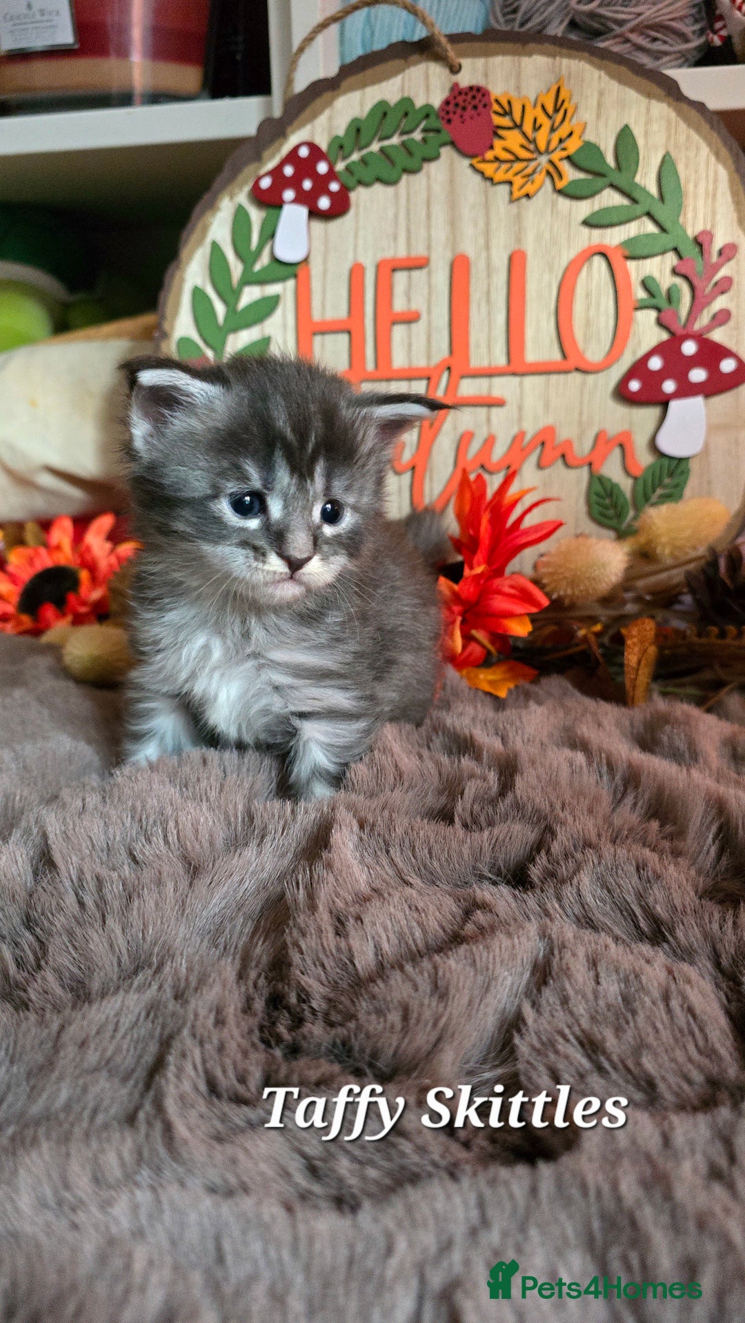 Maine Coon cats for sale: Stunning Xl Mainecoon Kittens  - Image 5