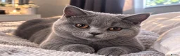 British Shorthair cats for sale: 💙 GCCF Registered Blue British Shorthair Boy 💙 in Burnley - Advert 2