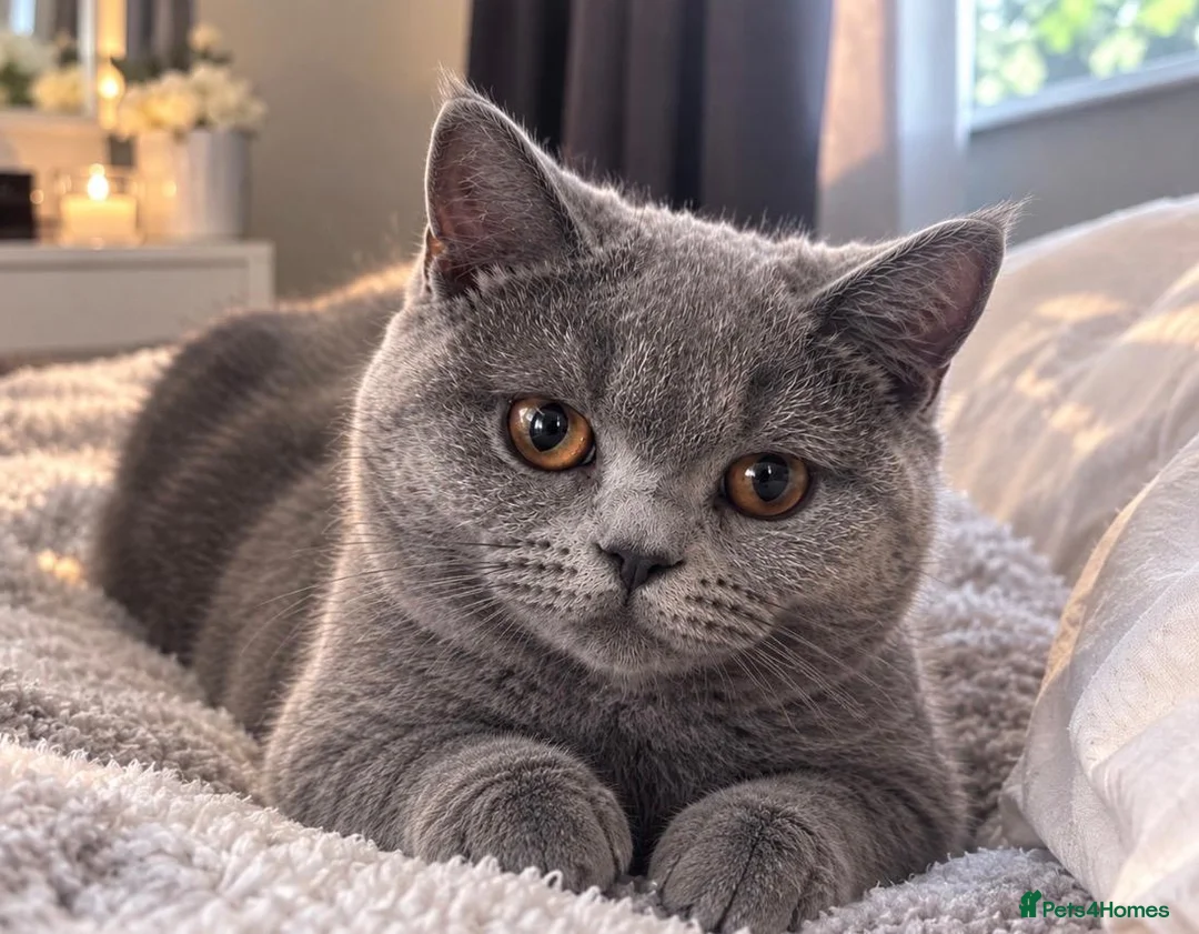 British Shorthair cats for sale: 💙 GCCF Registered Blue British Shorthair Boy 💙 in Burnley - Advert 2