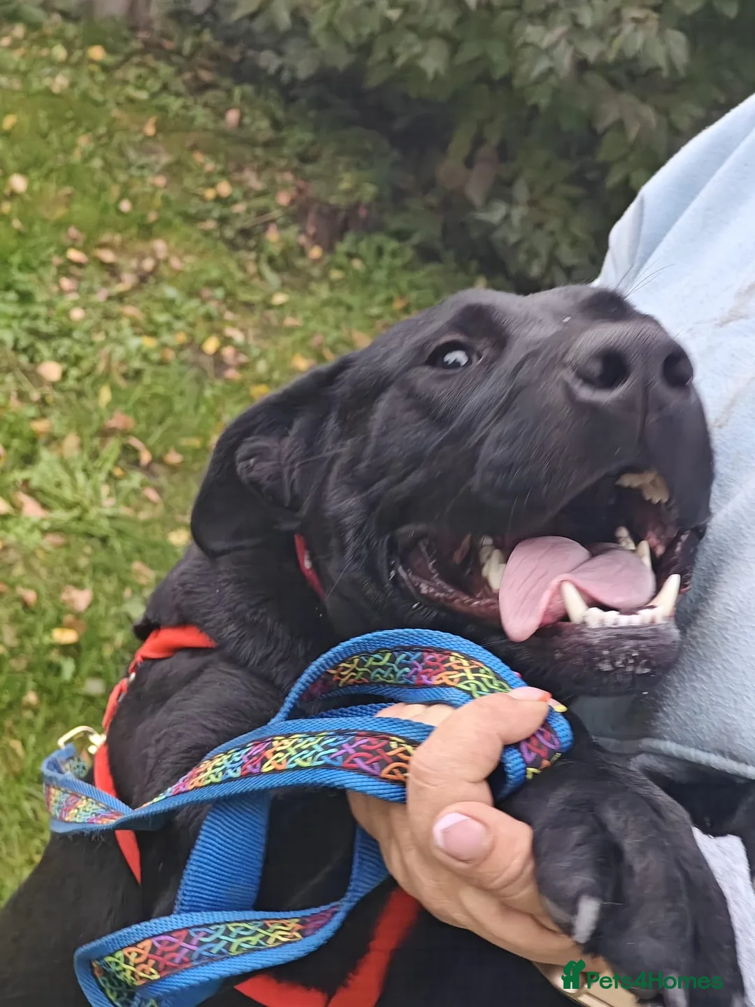 Mixed Breed dogs for adoption: 💖🐶 NICOL 🐶💖 - Advert 3