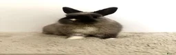 Netherland Dwarf rabbits for sale: Gorgeous Netherland dwarf male rabbit - Advert 10