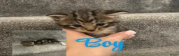 Mixed Breed cats for sale: Beautiful kittens for sale  - Advert 4