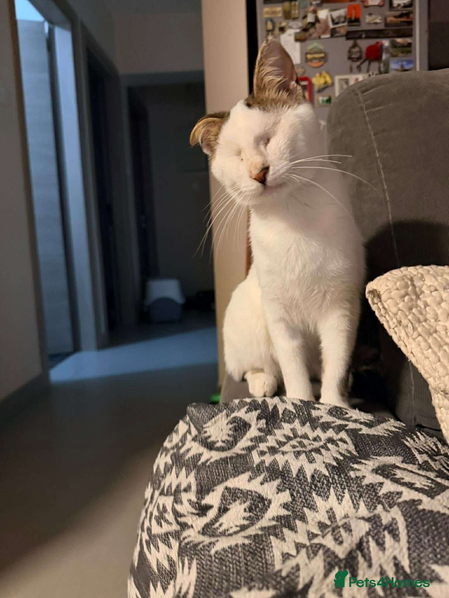Mixed Breed cats for adoption: Charlie the cuddlebug - Advert 1