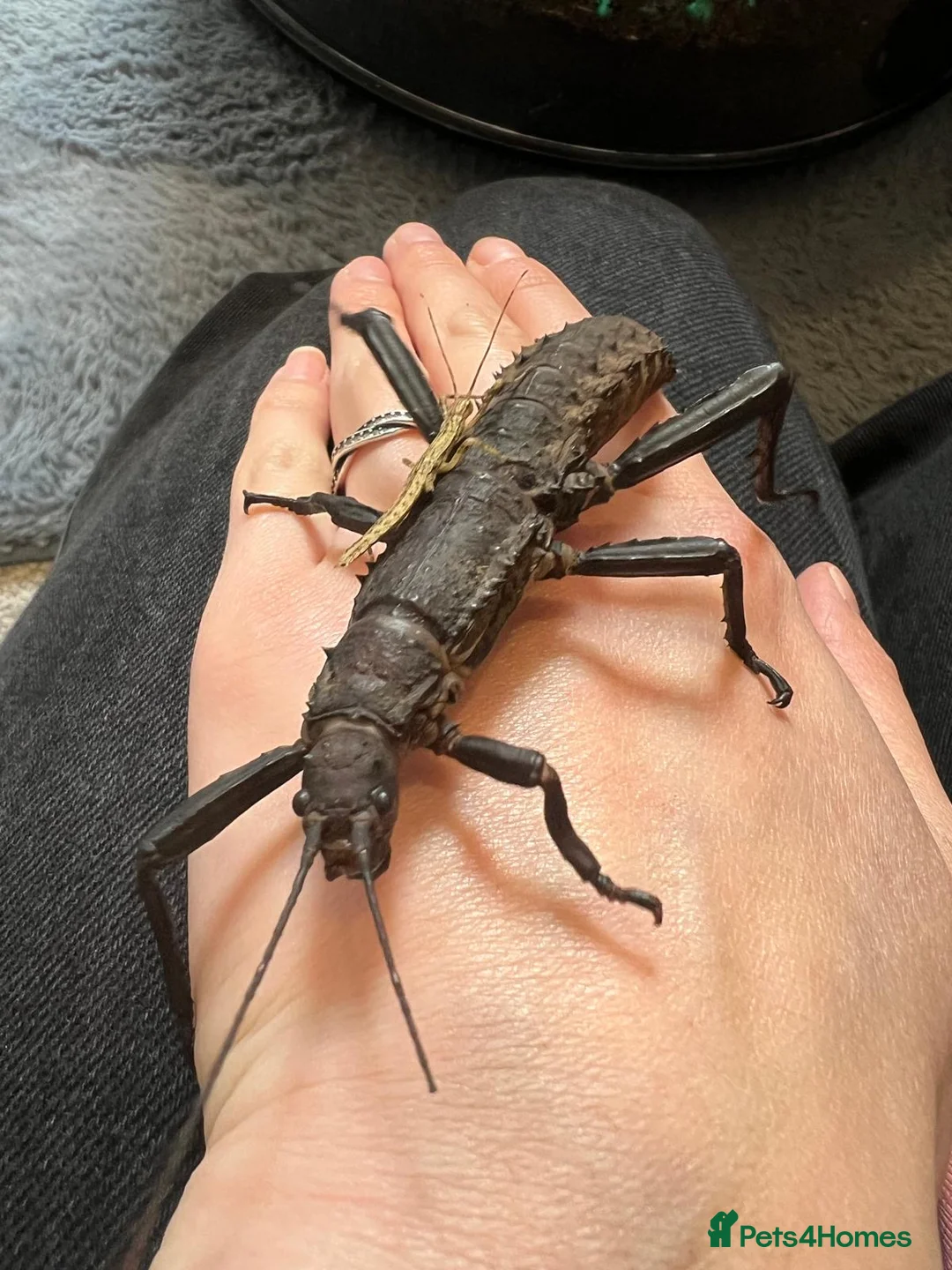Stick Insects invertebrates for sale: Giant thorny stick insects for sale  - Advert 2
