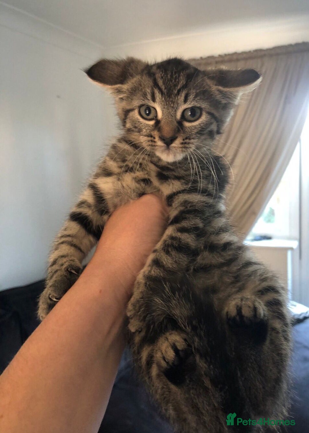 Mixed Breed cats for sale: Gorgeous Tabby Girl Kittens Ready  - Image 2
