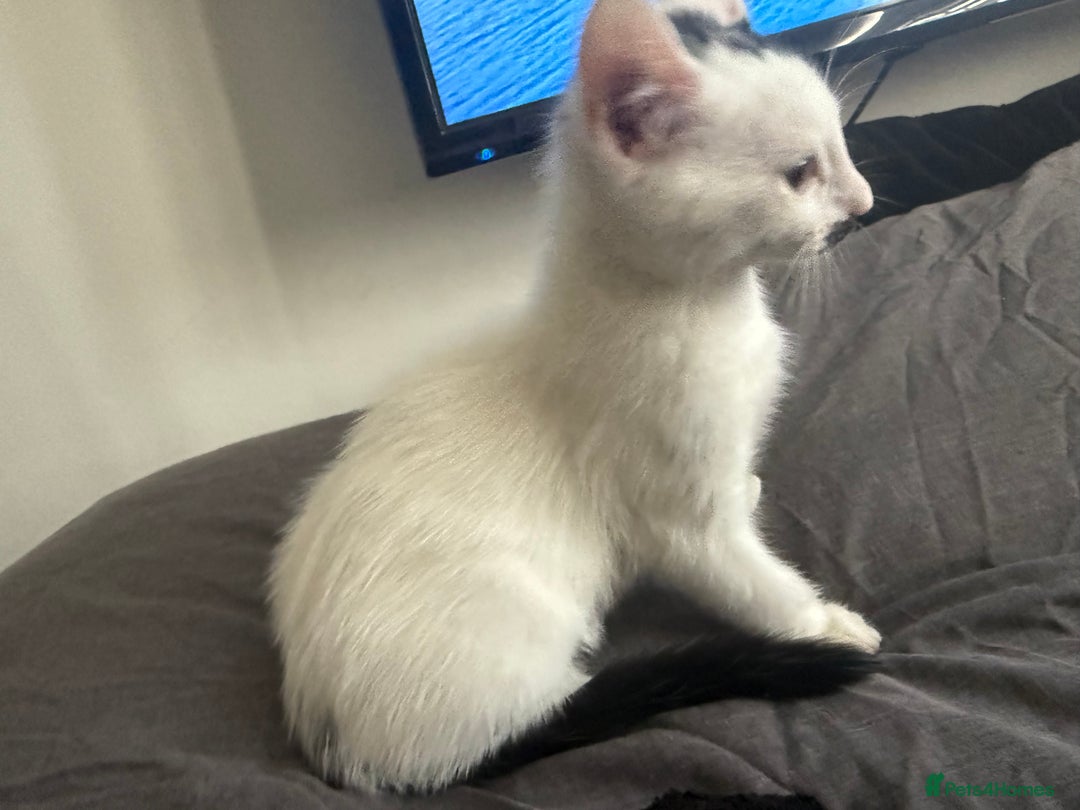 Mixed Breed cats for sale: Mixed Kitten for Sale - Image 5