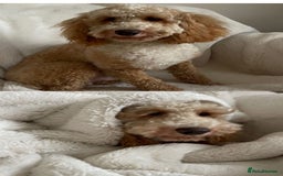 Cockapoo dogs for sale: Cockapoo - Image 18