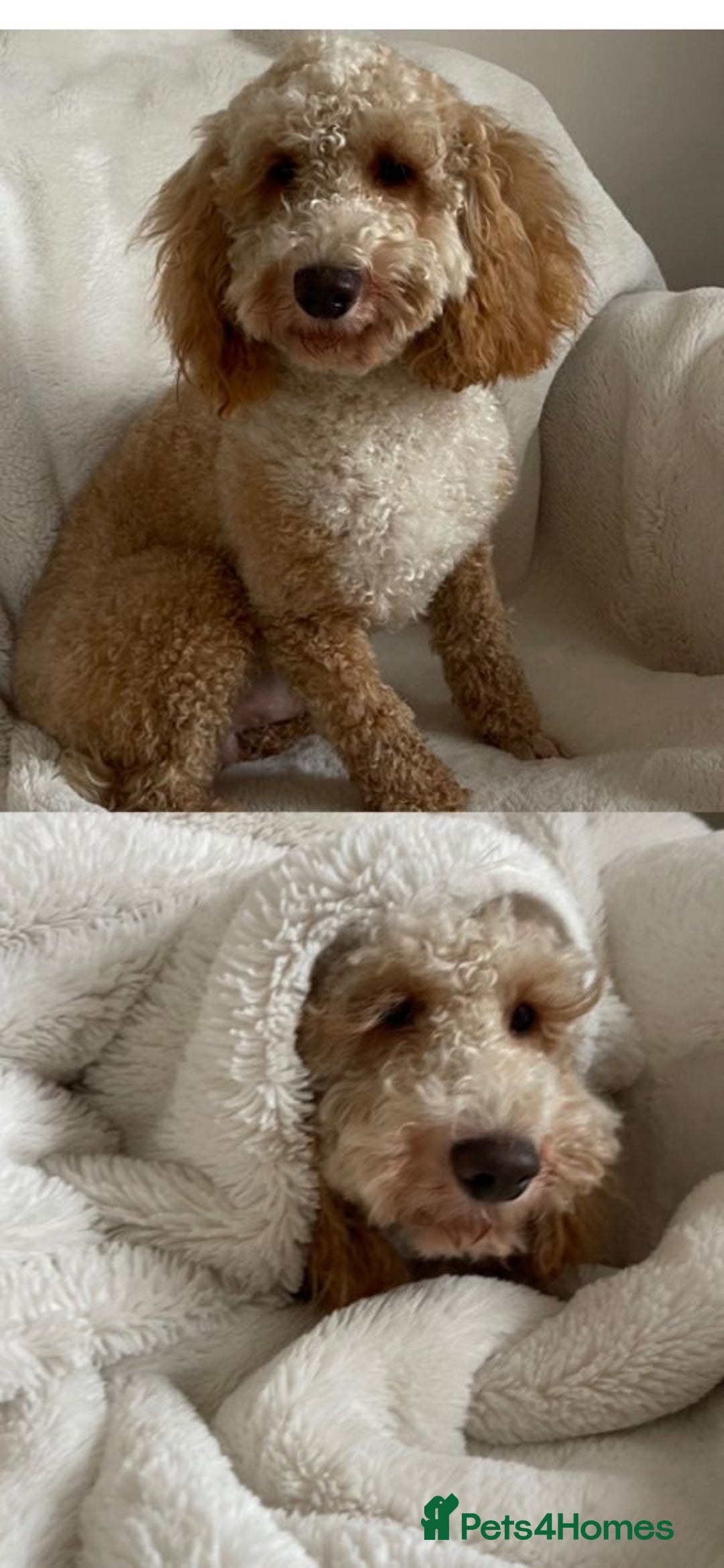 Cockapoo dogs for sale: Cockapoo - Image 18