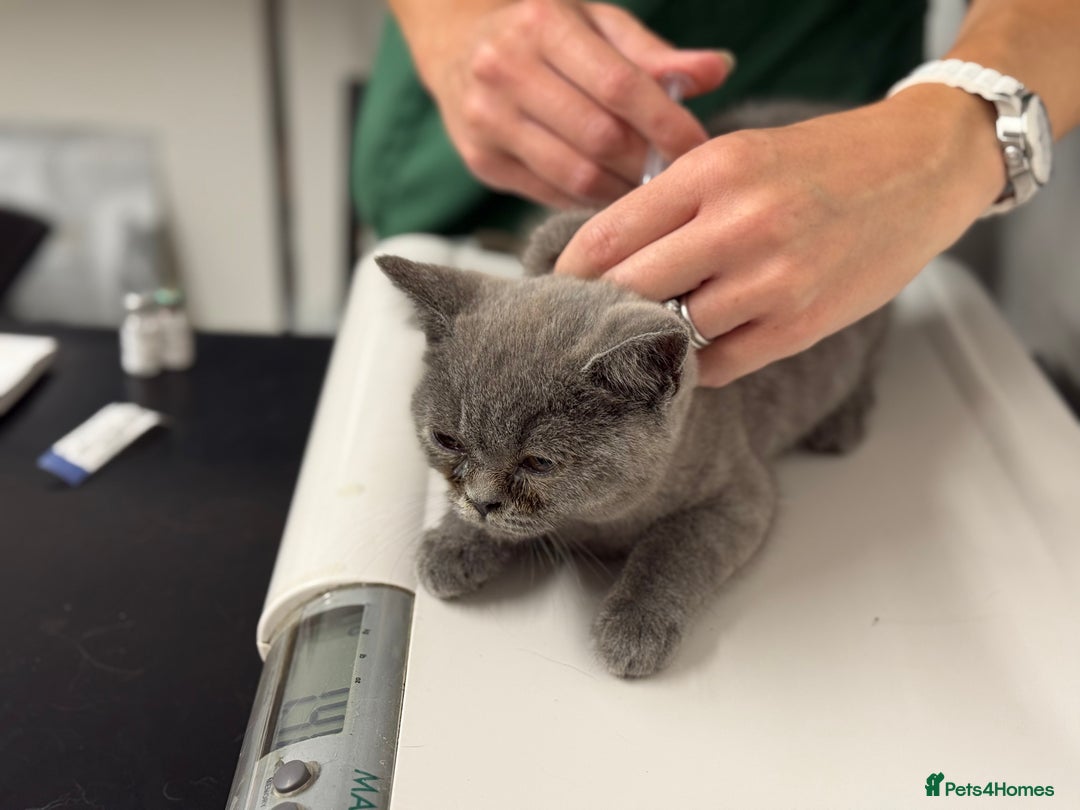 British Shorthair cats for sale: 🏡 Vaccinated Bsh kittens - GCCF parents - Image 20