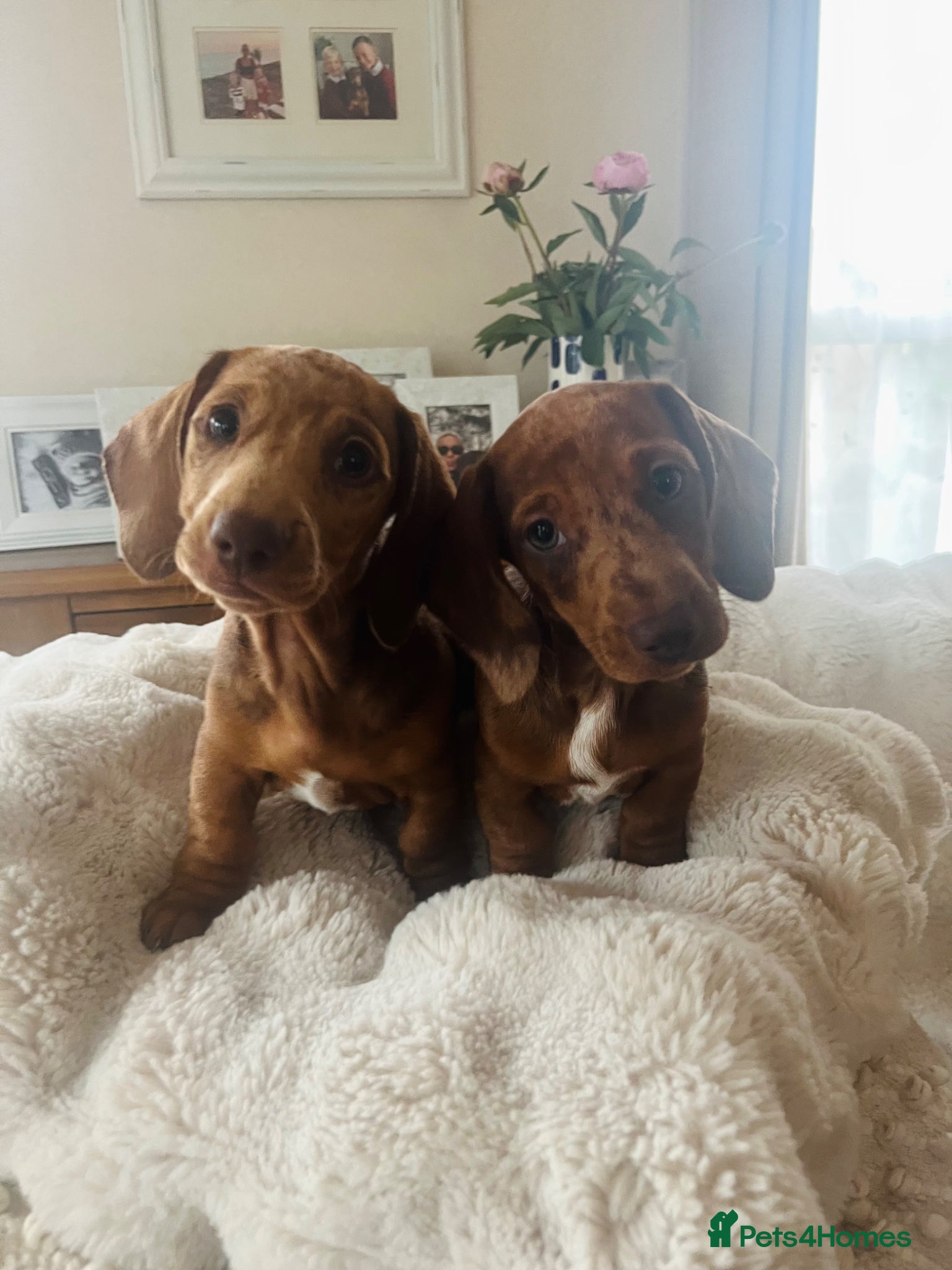 Miniature Dachshund dogs Price reduced - 💕3 girls left💕 - Advert 2