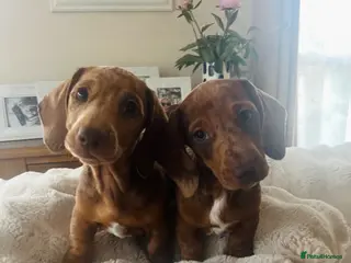 Miniature Dachshund dogs Price reduced - 💕3 girls left💕 - Advert 2