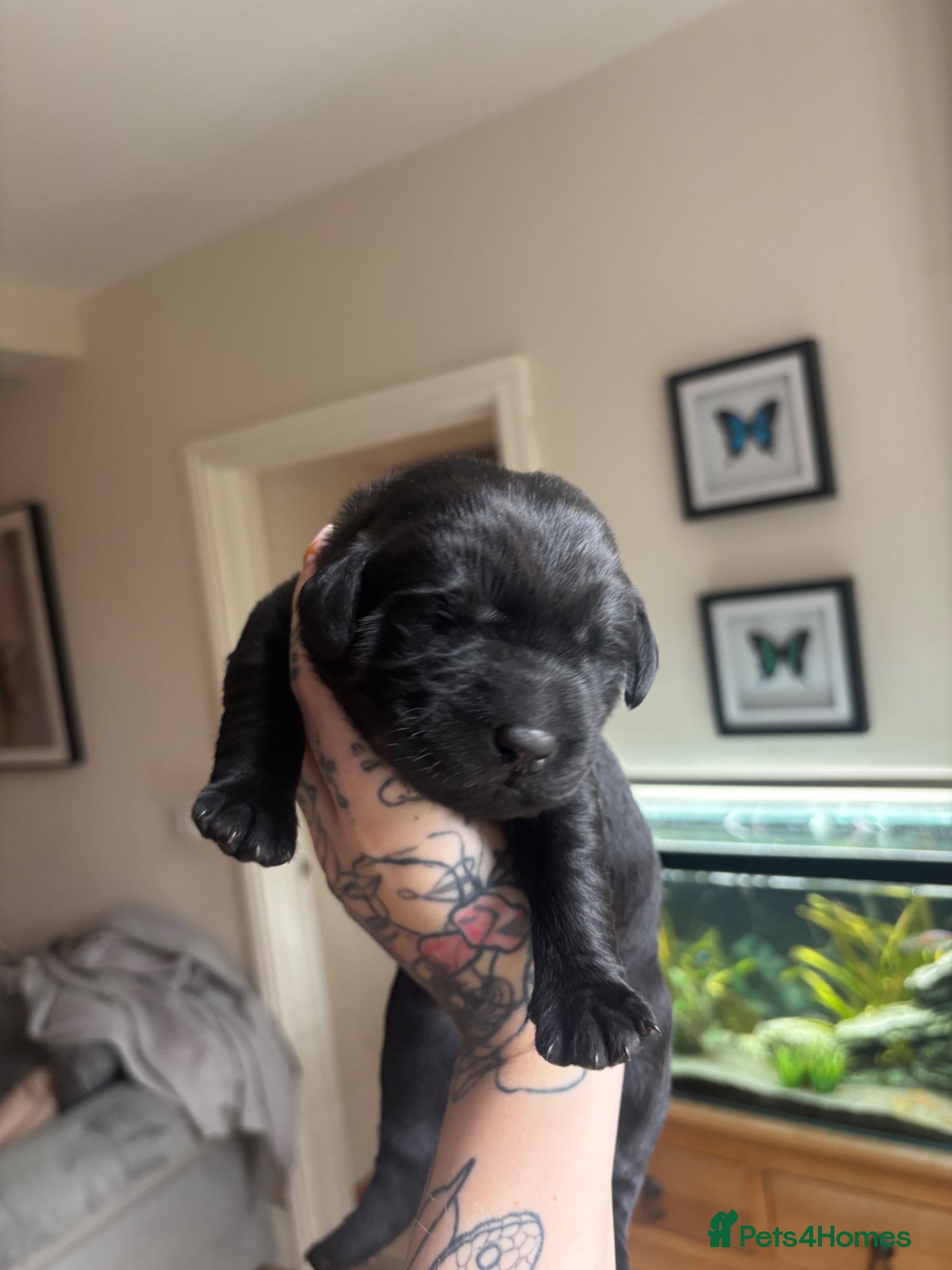 Labrador Retriever dogs Labrador puppies  - Advert 17