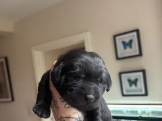 Labrador Retriever dogs Labrador puppies - Advert 17