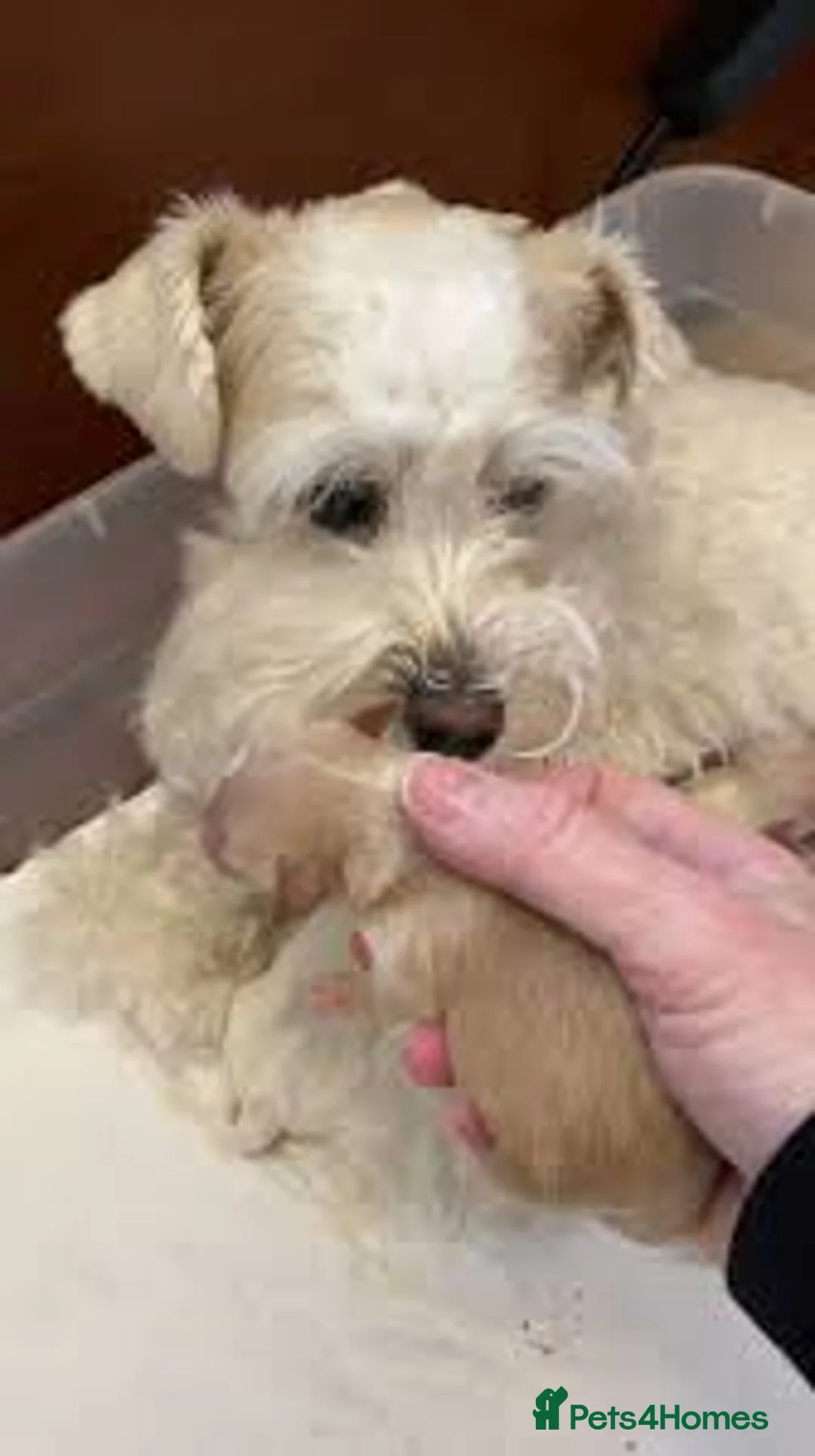 Schnoodle dogs for sale: Beautiful toy schnoodle - Advert 3