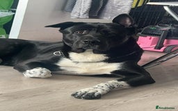 Akita dogs for stud: Stud Akita for 200 - Image 2