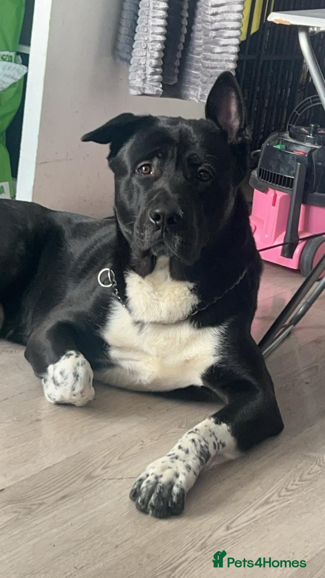 Akita dogs for stud: Stud Akita for 200 - Image 2