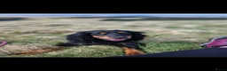 Cocker Spaniel dogs for sale: Cocker spaniel pups  - Advert 4