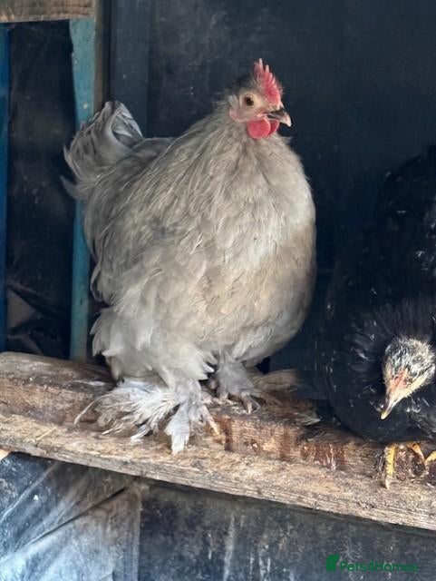 Chickens poultry for sale: Roosters and Hens for sale - Advert 2