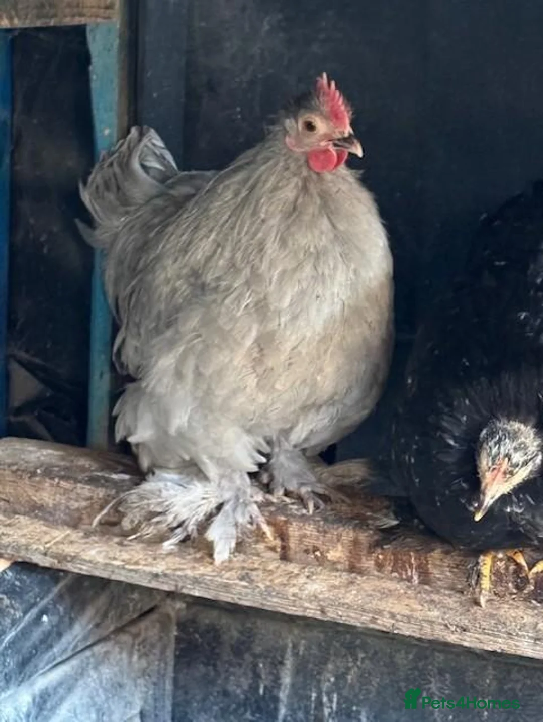 Chickens poultry for sale: Roosters and Hens for sale - Advert 2
