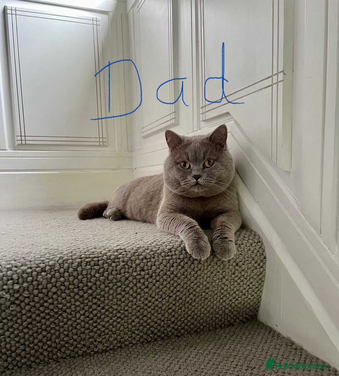 Scottish Fold cats for sale: Beautiful Scottish fold/straight lilac kittens  - Image 9