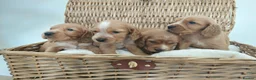 Cocker Spaniel dogs for sale: BEAUTIFUL COCKER SPANIEL PUPPIES - Advert 11