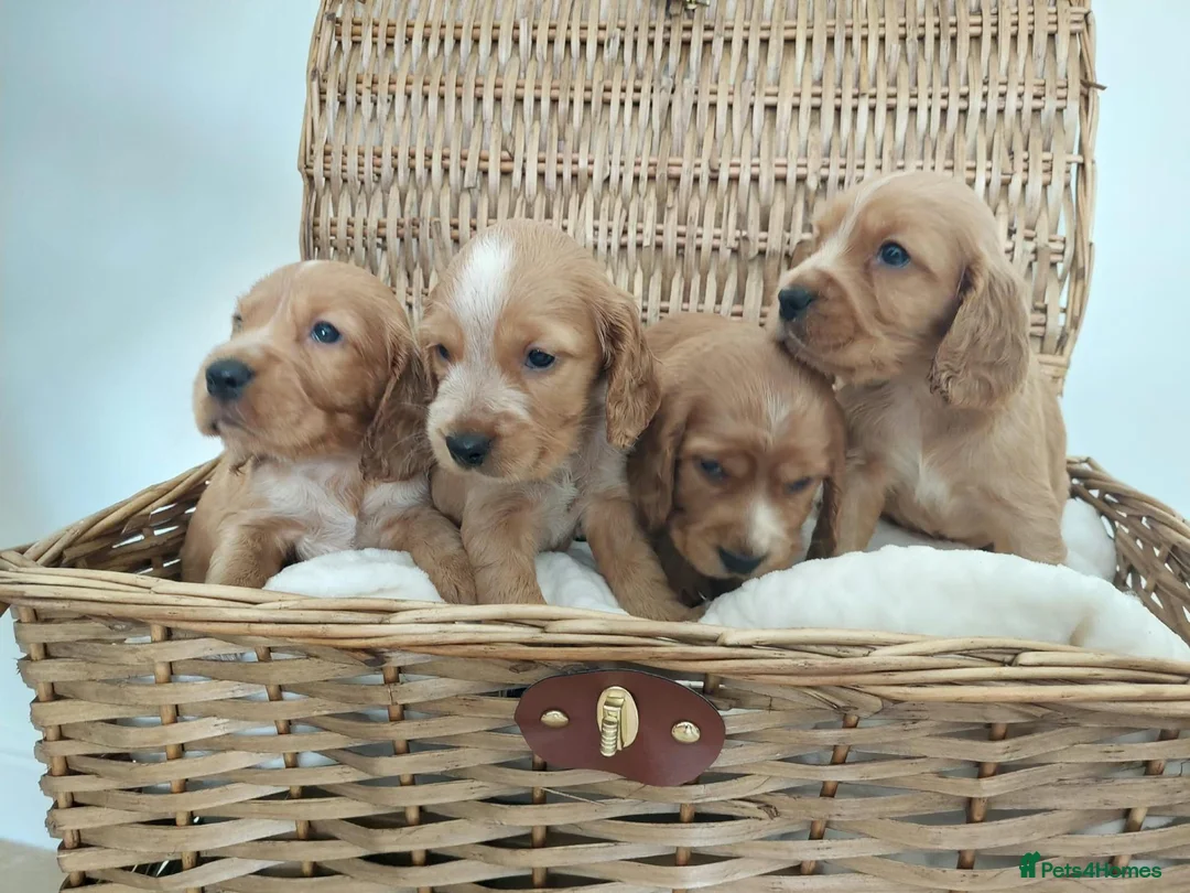 Cocker Spaniel dogs for sale: BEAUTIFUL COCKER SPANIEL PUPPIES - Advert 11