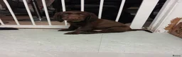 Cocker Spaniel dogs for sale: Black And Brown Cocker Spaniels - Advert 6