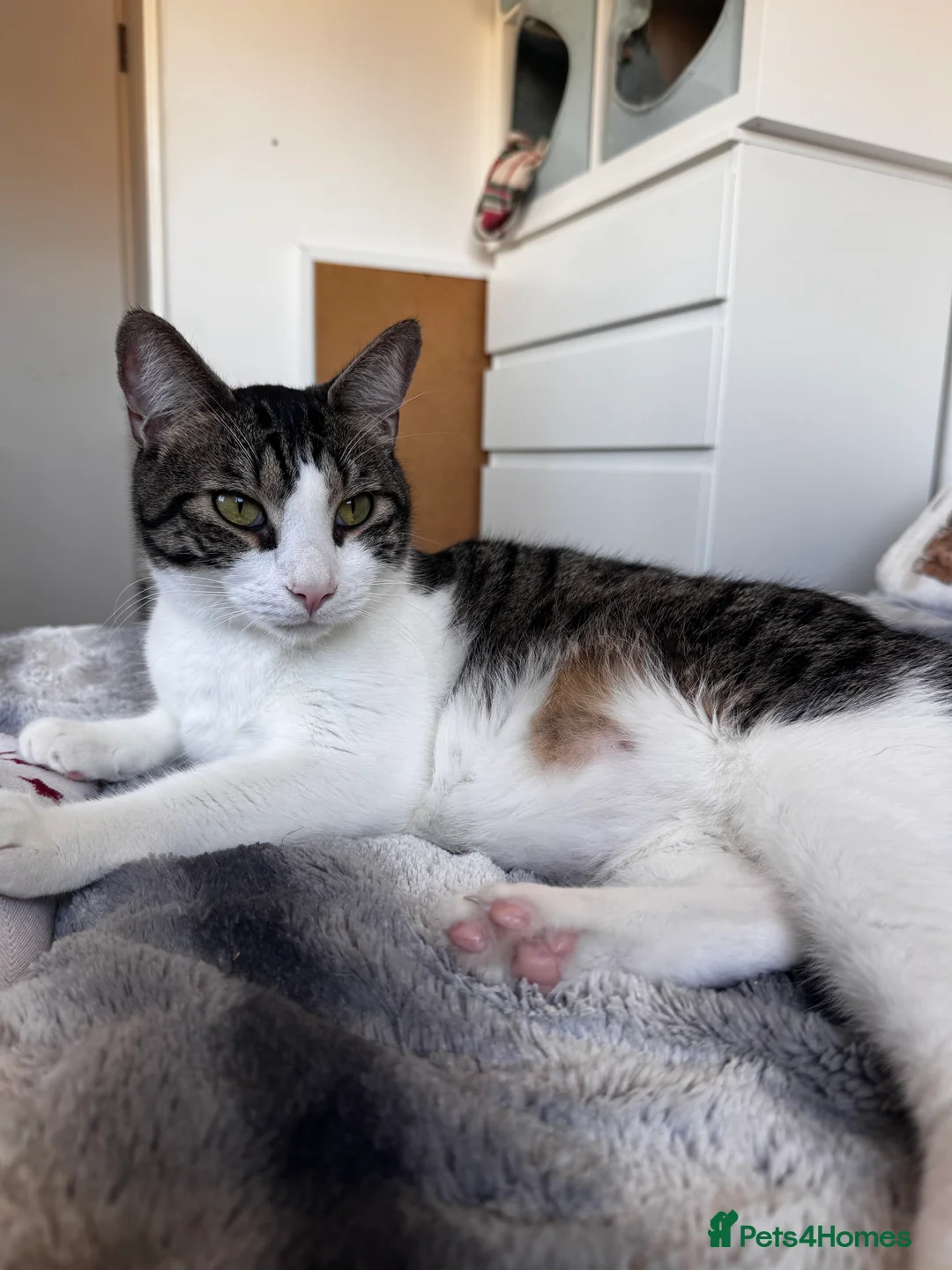 Mixed Breed cats for sale: Amazing Cats - Advert 15