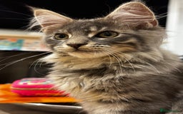 Maine Coon cats for sale: Beautiful XXL Maine Coon Boy 3 Months Old  - Advert 8