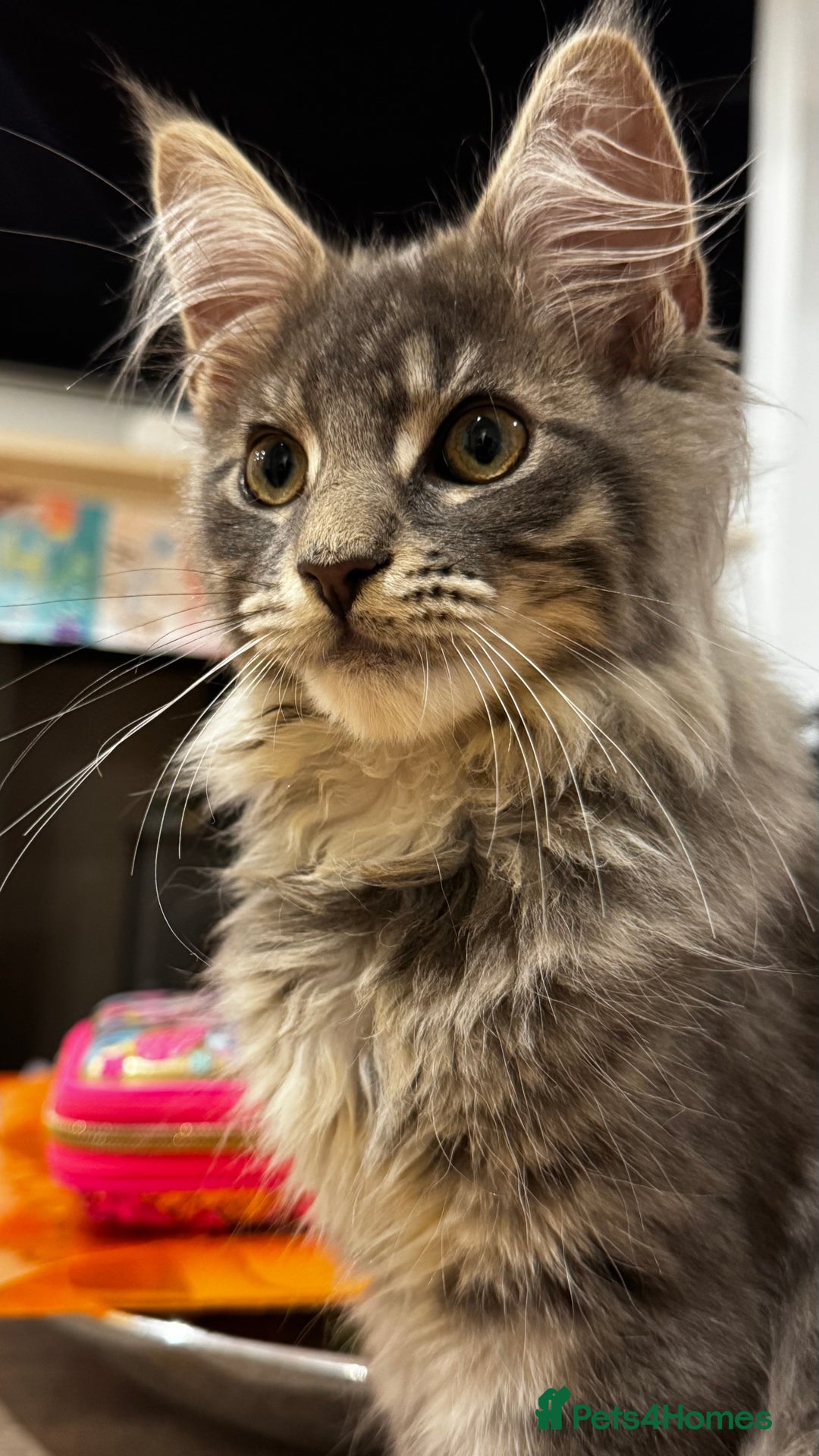 Maine Coon cats for sale: Beautiful XXL Maine Coon Boy 3 Months Old  - Advert 8