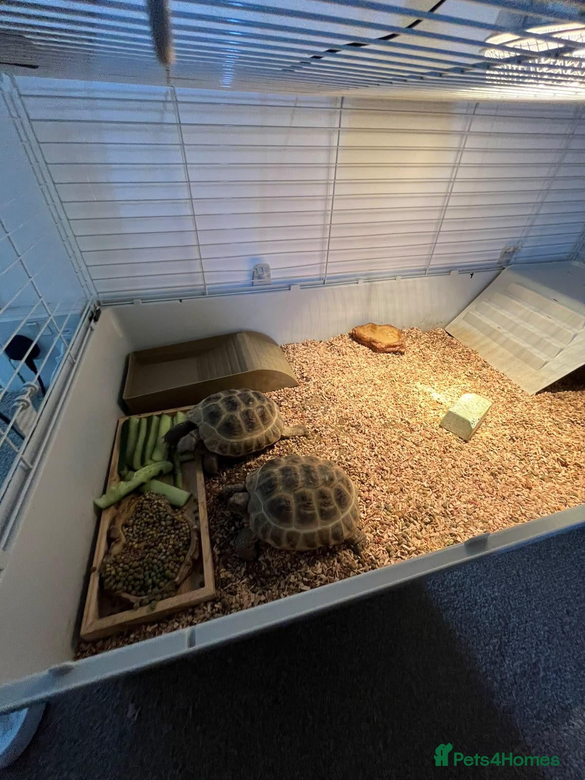 Tortoise reptiles Russian tortoise - Advert 3