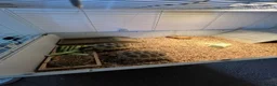 Tortoise reptiles for sale: Russian tortoise in Looe - Advert 1
