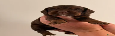 Cocker Spaniel 3