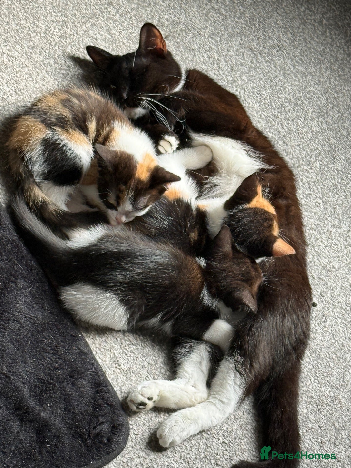 Mixed Breed cats 3 beautiful babies ready for their forever homes  - Advert 4