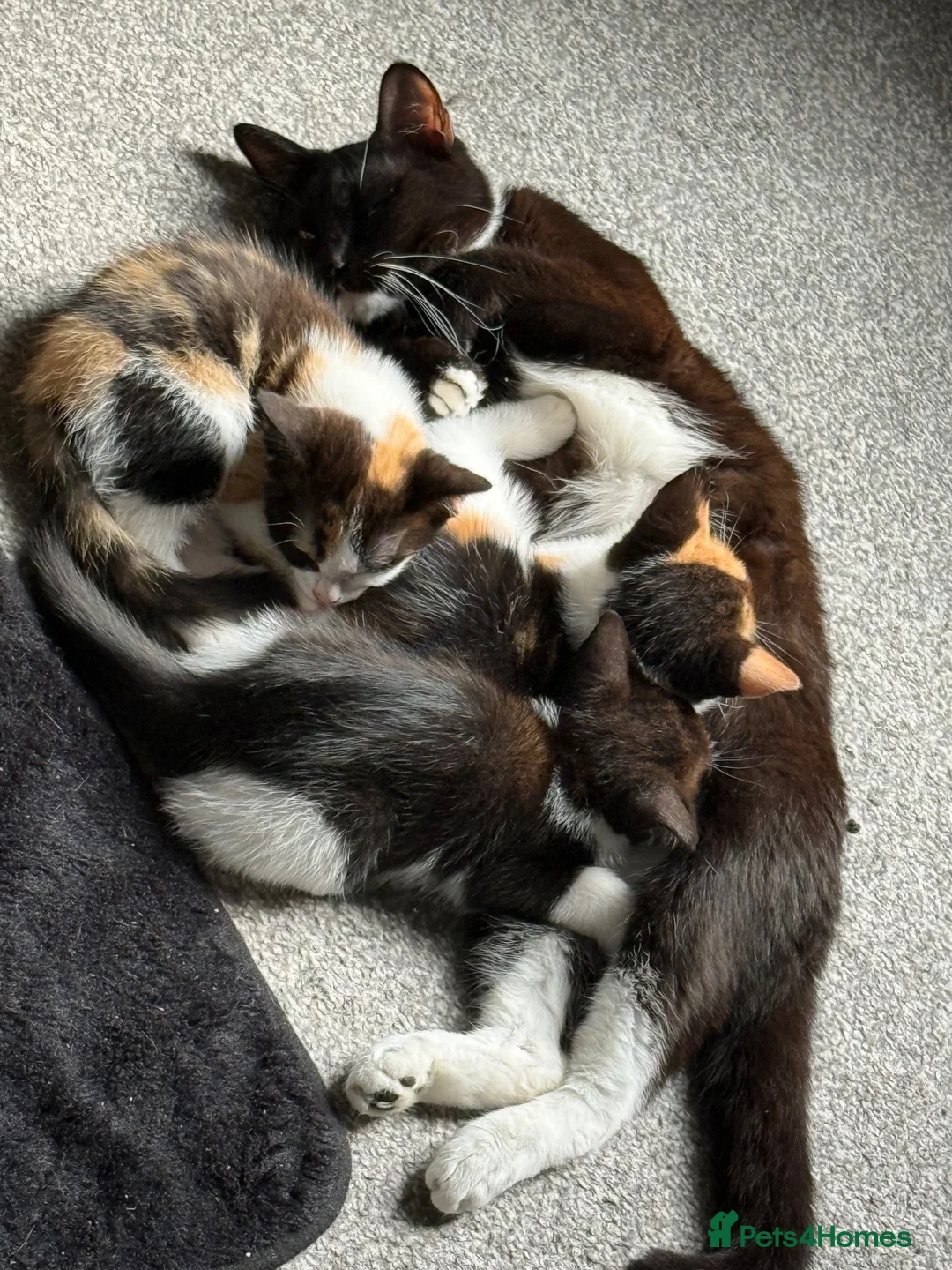 Mixed Breed cats for sale: 3 beautiful babies ready for their forever homes  in Chesterfield - Advert 1