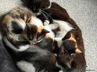 Mixed Breed cats 3 beautiful babies ready for their forever homes - Advert 7