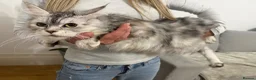 Maine Coon cats for sale: Maine Coon Kittens only two left  - Advert 19