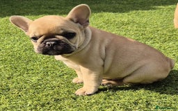 French Bulldog dogs for sale: French Bulldog puppies - Image 22