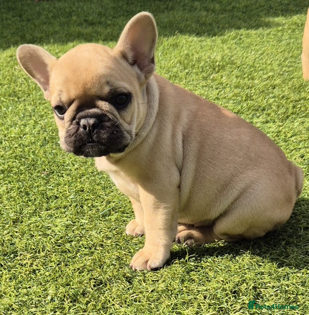 French Bulldog dogs for sale: French Bulldog puppies - Image 22