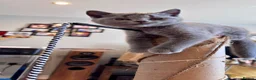 British Shorthair cats for sale: Beautiful British Shorthair kittens  - Advert 3