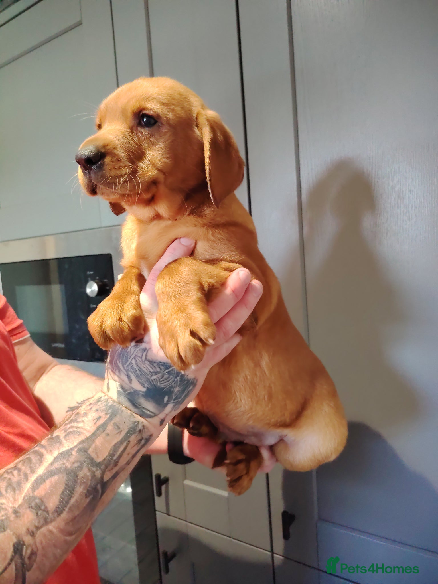 Labrador Retriever dogs Fox Red Pups - Advert 4